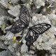 Christmas decoration Medium black Butterfly
