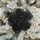 New Year's decoration Christmas flower large - black