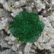 New Year's decoration Christmas flower large - green