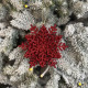 Christmas decoration Snowflake Classic three-dimensional - red