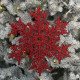 Christmas decoration Snowflake 25 cm - red